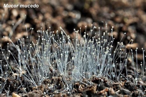 Jamur Mucor