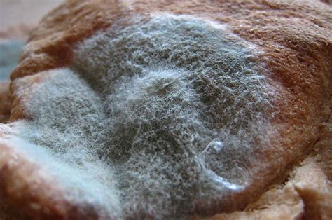 Aroma Jamur Roti