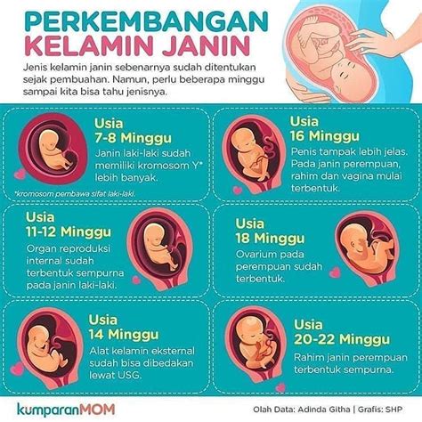 Janin 8 Minggu