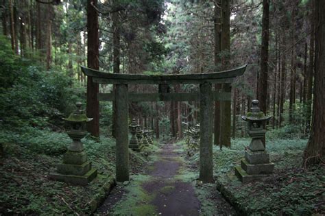 Japan shrine forest