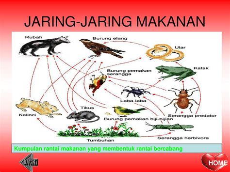 Jaring Makanan Hutan