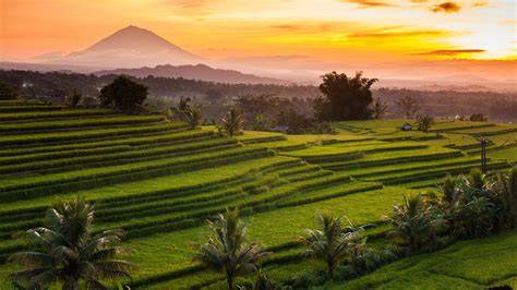 Keindahan Jatiluwih Rice Terrace