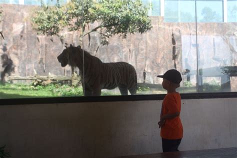 Jejak Harimau Sumatera