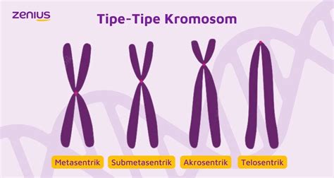 Jenis Kromosom