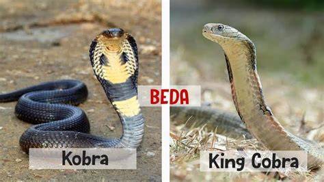 Jenis Ular Kobra