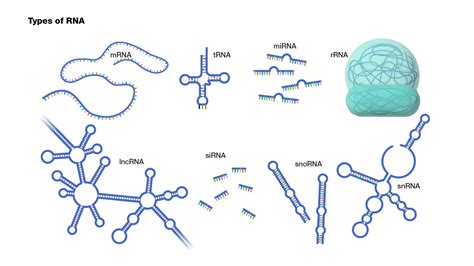 Jenis-Jenis RNA