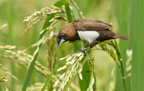 Jenis-jenis Burung Pemakan Biji-bijian di Indonesia