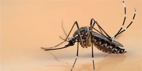 Jentik Nyamuk dengan Insektisida