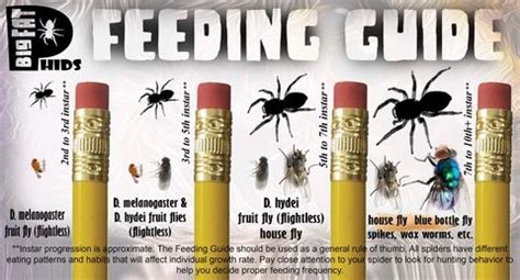 Jumping Spider Feeding Chart