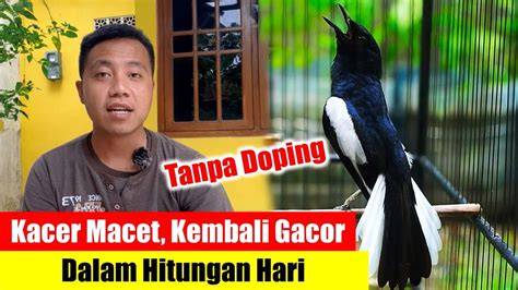 Kacer Macet Bunyi