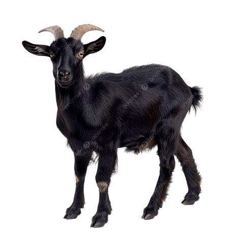 Merasa Jadi Kambing Hitam