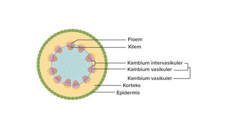 Kambium Vaskular