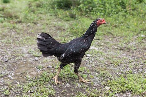 Ayam Kampung