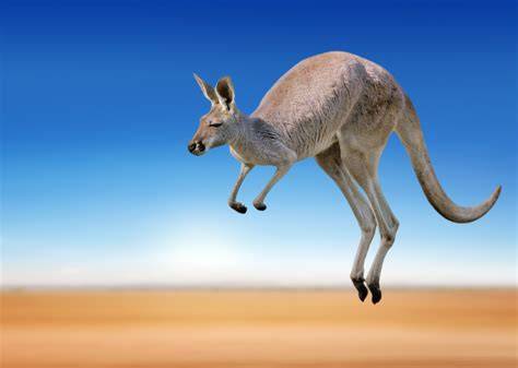 Kangaroo jumping