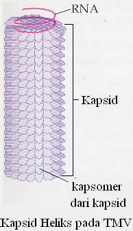 Kapsid Heliks