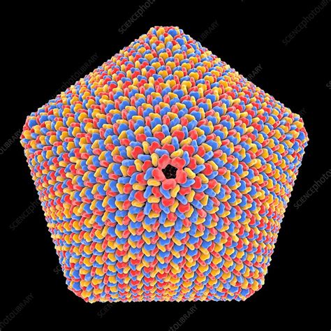 Kapsid Ikosahedral