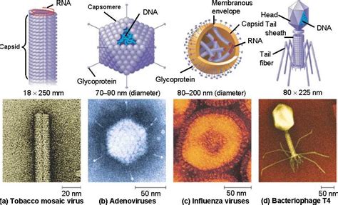 Kapsid Virus