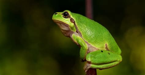 Katak dan Serangga