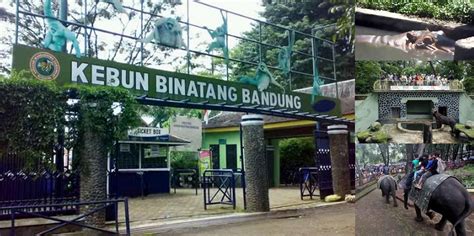 Kebun Binatang Bandung Camping