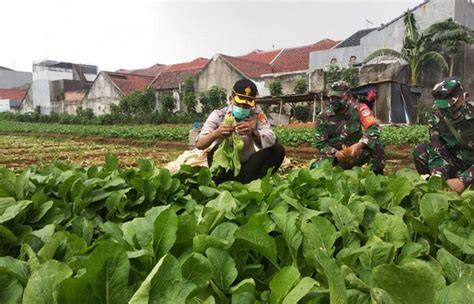 Kebun Kosong