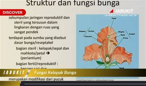 Kelopak Bunga