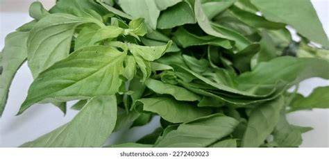 Kemangi Leaves Close Up