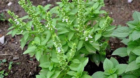 Kemangi Plant