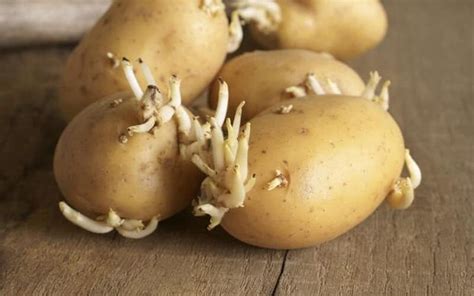 Kentang umbi batang populer