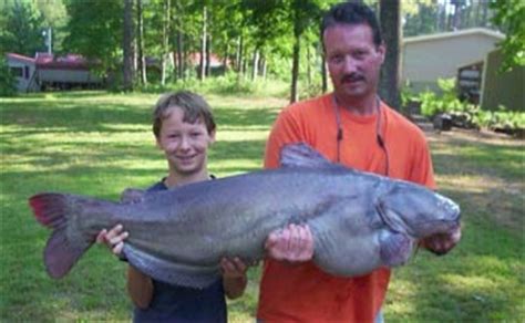 Kentucky Lake Catfish