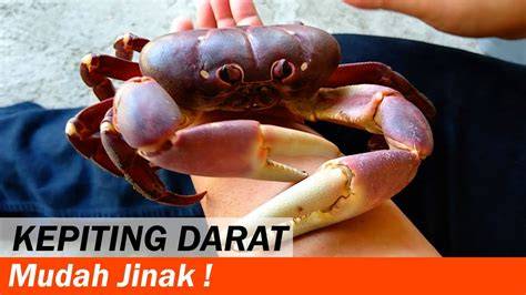 Kepiting Darat