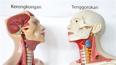 Kerongkongan