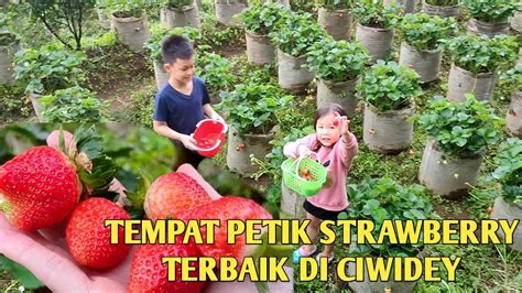 Kegiatan Menyenangkan Untuk Anak-Anak di Petik Strawberry Ciwidey