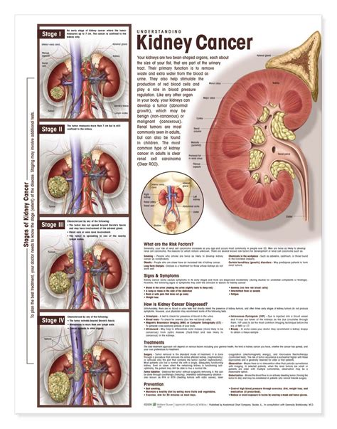 Kidney Mass Size Chart