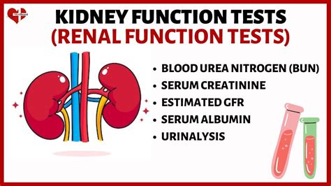 Kidney function test
