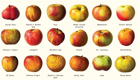 Kinds Of Apples Chart