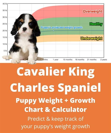 King Charles Weight Chart