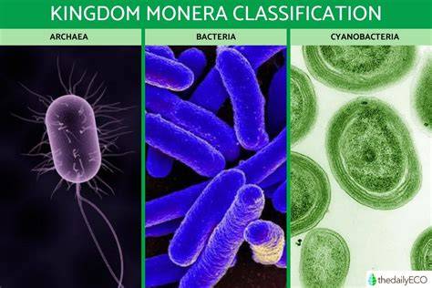 Kingdom Monera Bacteria