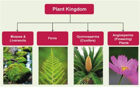 Kingdom Plantae Tree