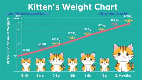 Kitten Weight By Age Chart