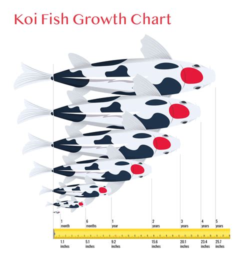 Koi Fry Growth Chart
