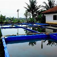 Kolam Pendederan Ikan Gurame yang Sering Digunakan di Indonesia