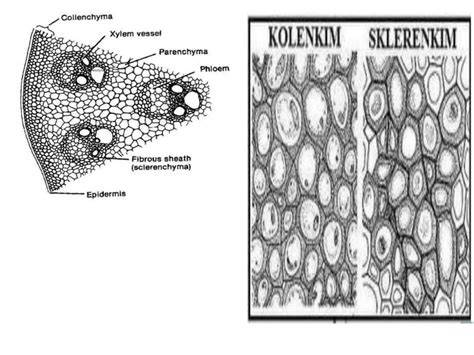 Kolenkim