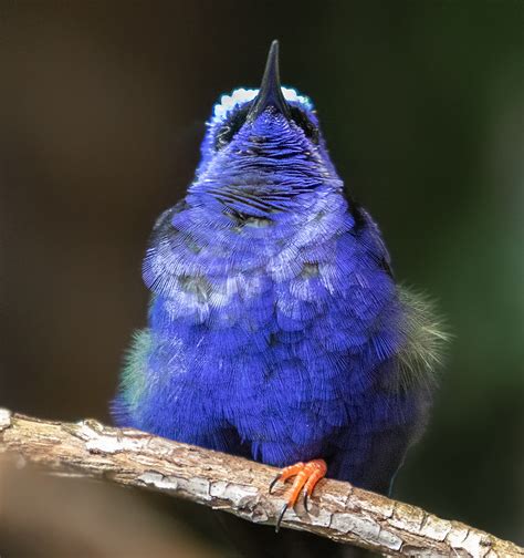 Kolibri
