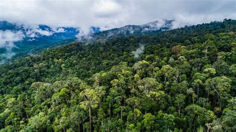 Konservasi Hutan
