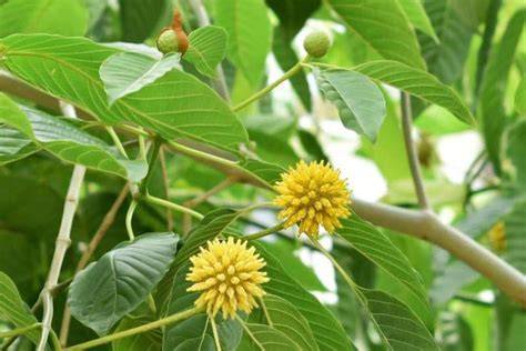Kratom: Si "Daun Surga" yang Mendunia