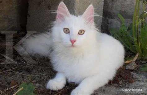 Kucing Anggora Aktif Bermain