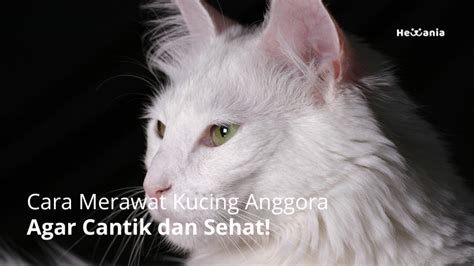 Kucing Anggora Sehat dan Lincah