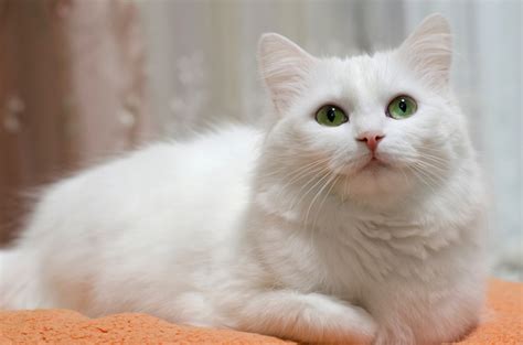 Kucing Anggora Turki