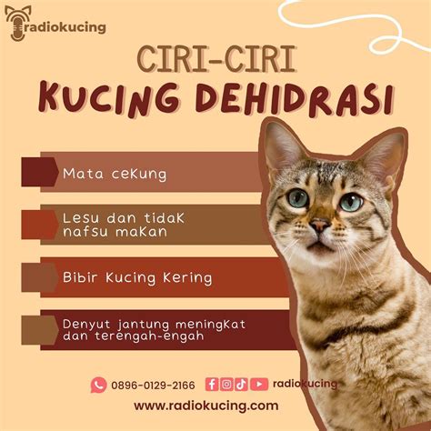 Kucing Dehidrasi