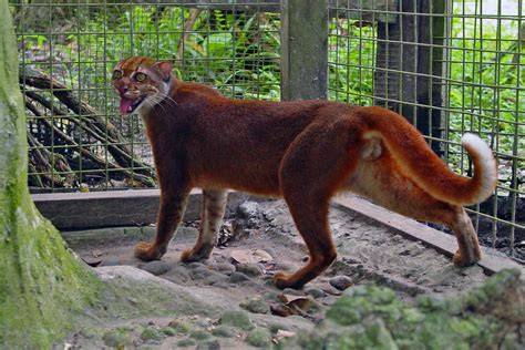 Kucing Merah Kalimantan